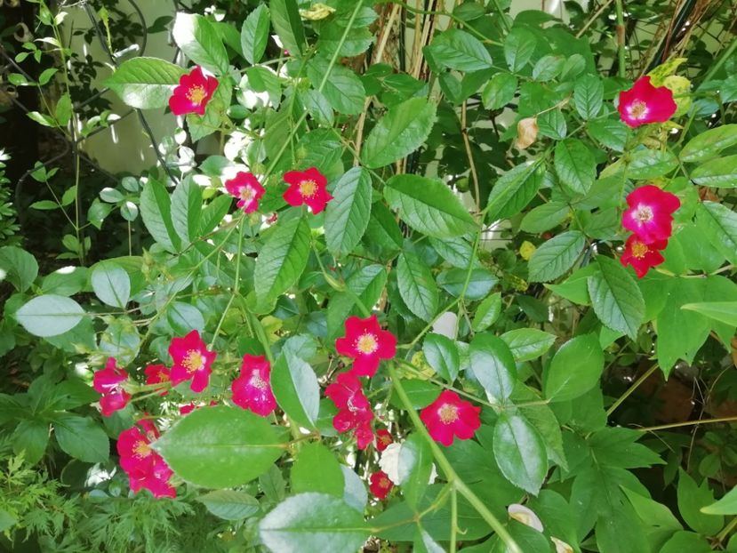 Cherry Meidilland - Grădina 2020 continuare 1