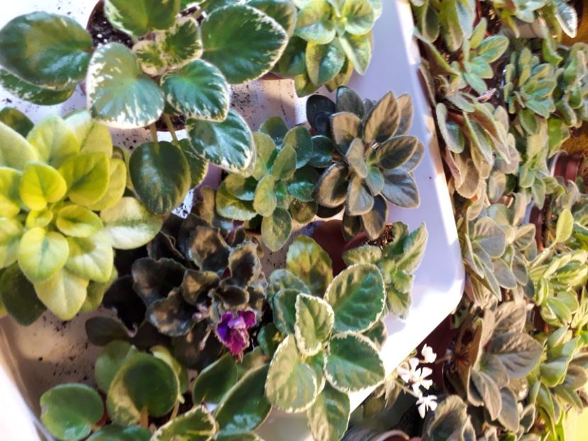  - A a a a a FLORI 2020