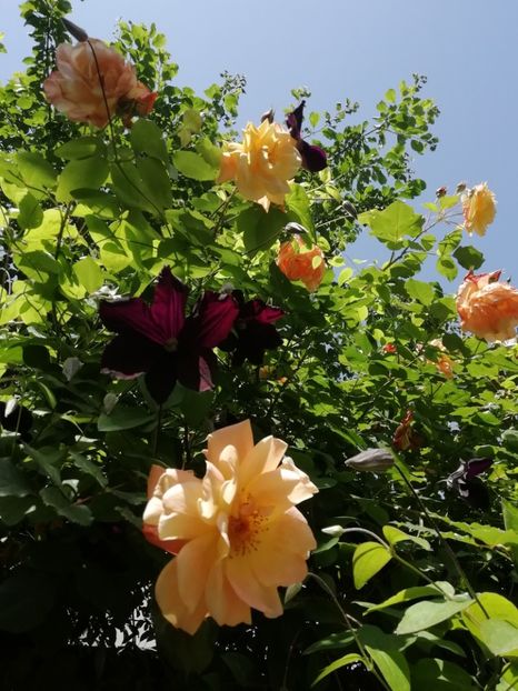  - Grădina 2020 continuare 1