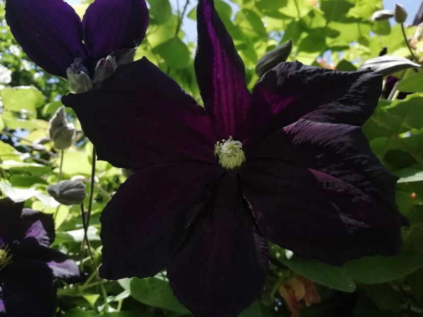 Romantika - Grădina 2020 continuare 1