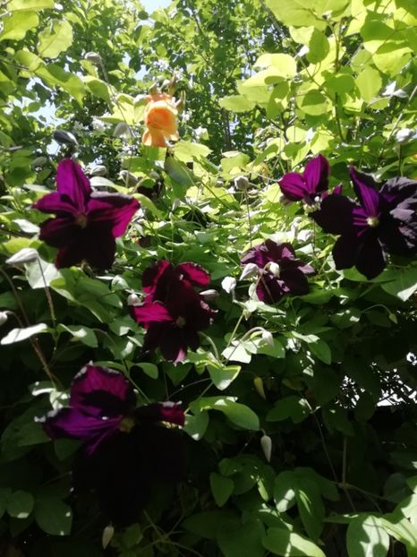  - Grădina 2020 continuare 1