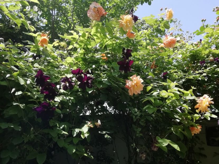  - Grădina 2020 continuare 1