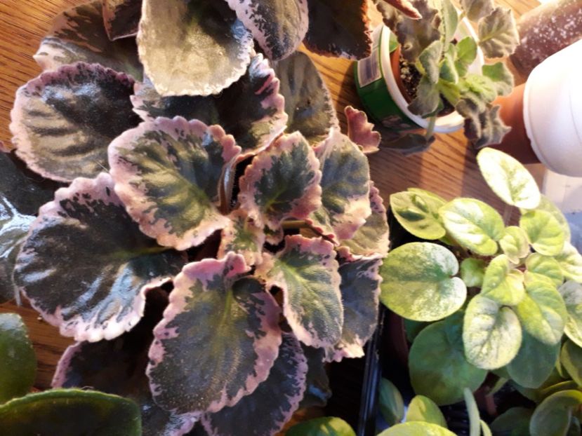  - A a a a a FLORI 2020