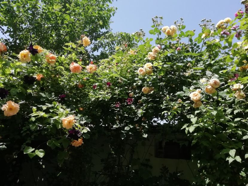  - Grădina 2020 continuare 1