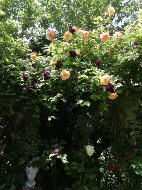  - Grădina 2020 continuare 1