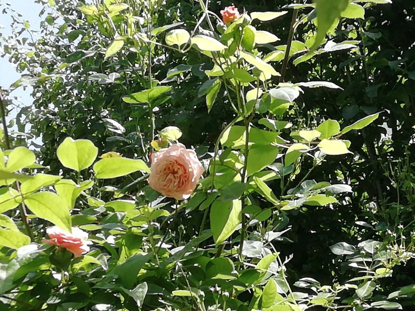 Leander - Grădina 2020 continuare 1