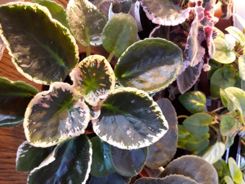  - A a a a a FLORI 2020