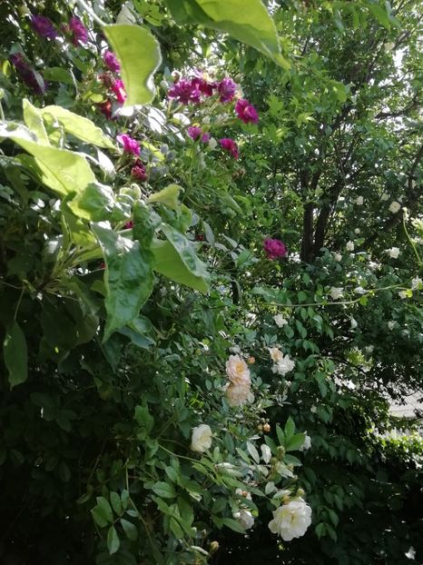 Violetta și Ghislaine de Feligonde - Grădina 2020 continuare 1