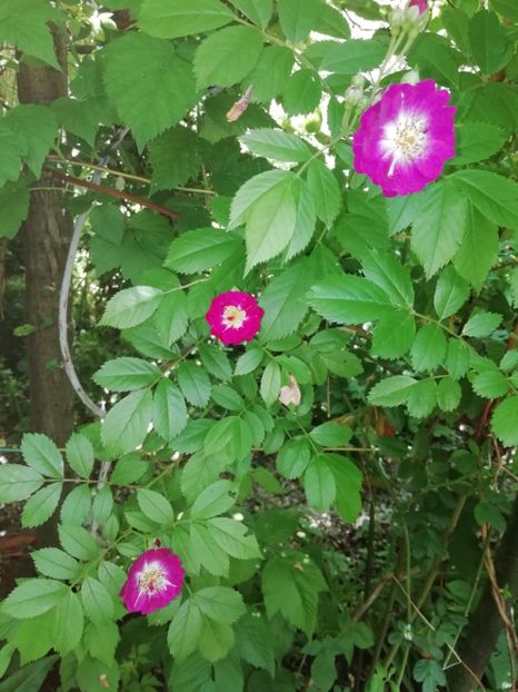 Perennial Blue - Grădina 2020 continuare 1