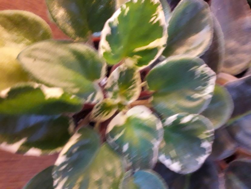  - A a a a a FLORI 2020