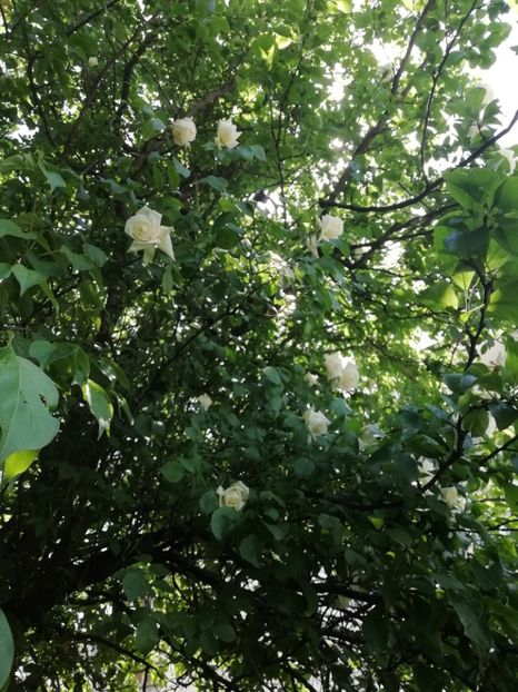 Ilse Khron Superior - Grădina 2020 continuare 1