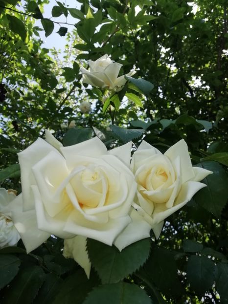  - Grădina 2020 continuare 1