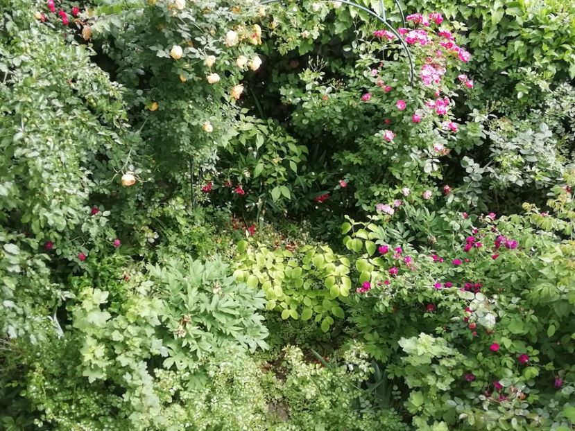 Paul Scarlet, Lady of Shallot, Gloire de Dijon, Blue Boy, Angela, Hyppolite, Prince, Jacques Cartier - Grădina 2020 continuare 1