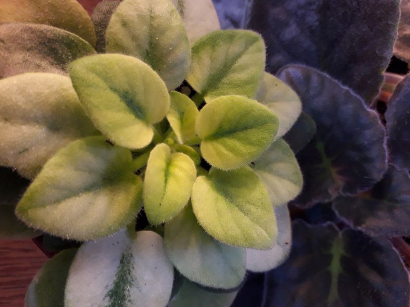  - A a a a a FLORI 2020