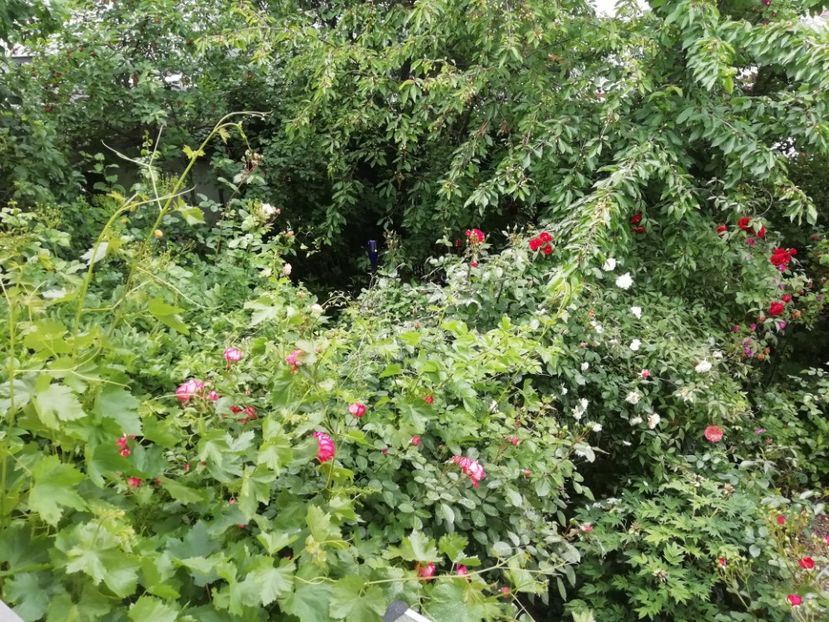 Patte de Velours, Sympathie, Ilse Khron Superior - Grădina 2020 continuare 1