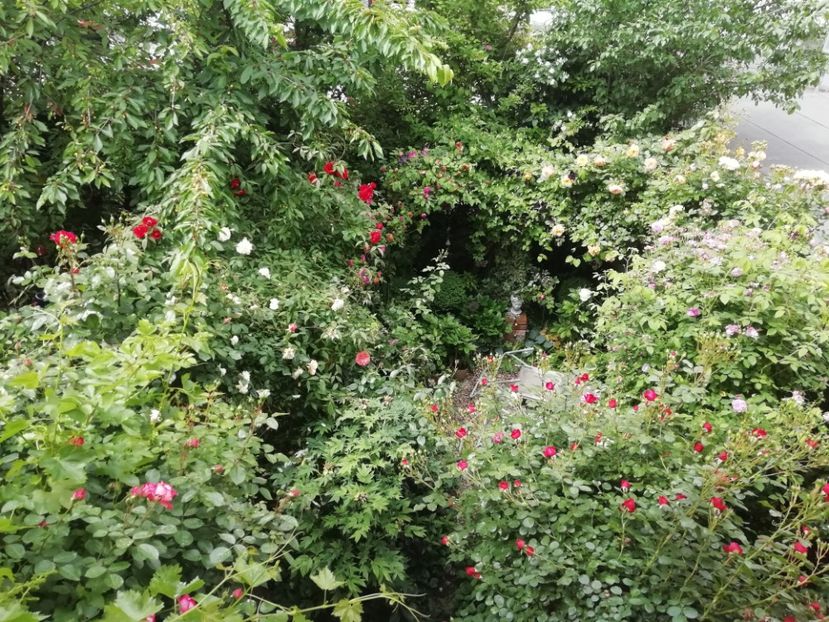  - Grădina 2020 continuare 1