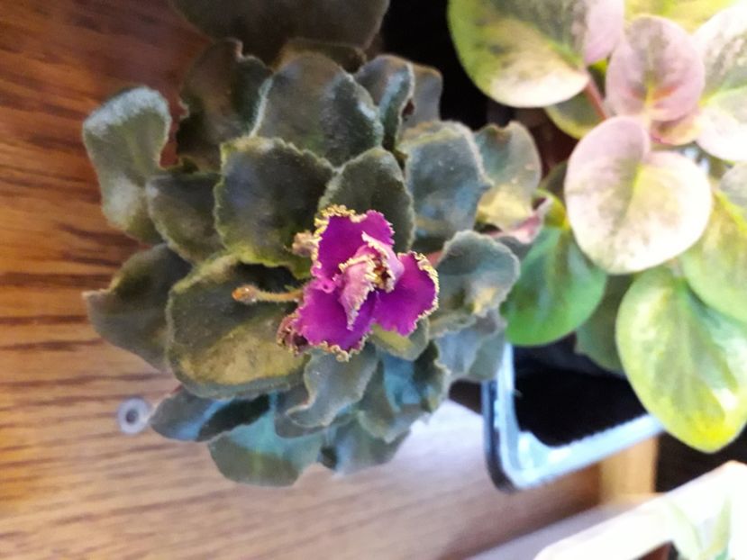  - A a a a a FLORI 2020