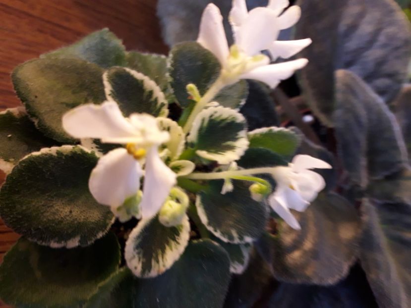  - A a a a a FLORI 2020