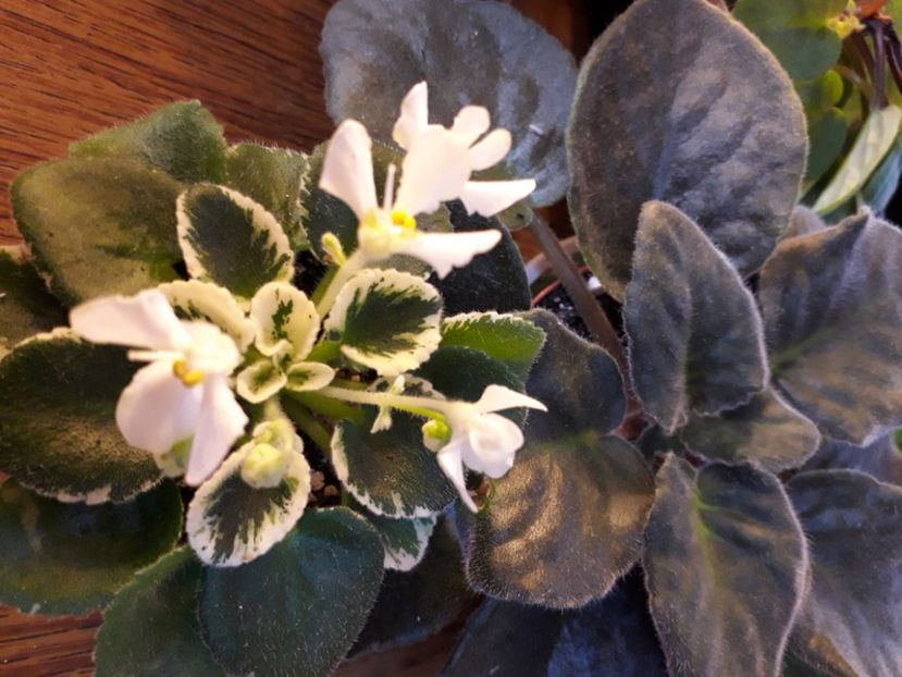  - A a a a a FLORI 2020