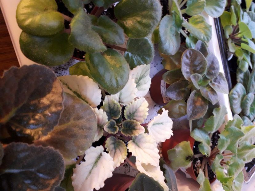  - A a a a a FLORI 2020