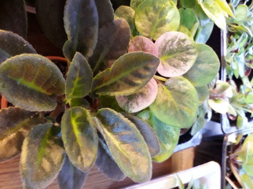  - A a a a a FLORI 2020