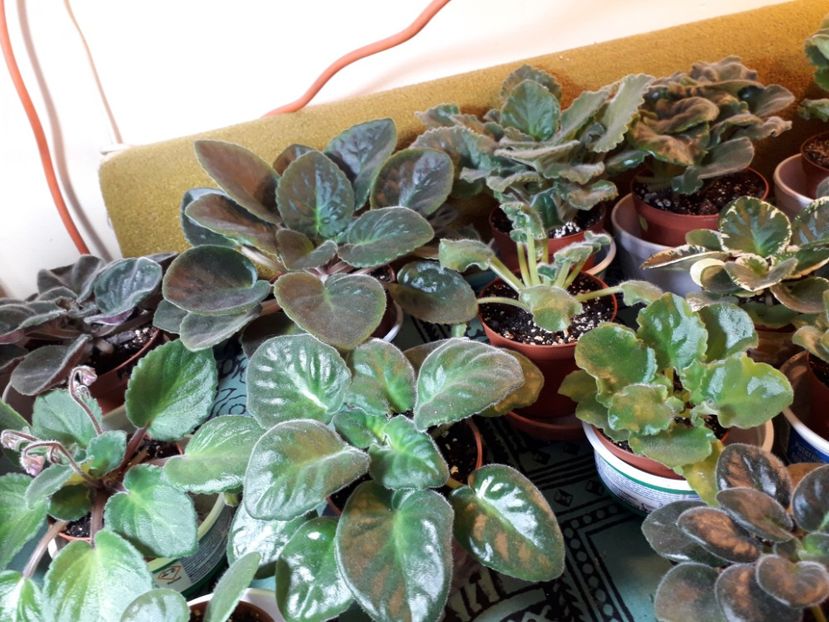  - A a a a a FLORI 2020