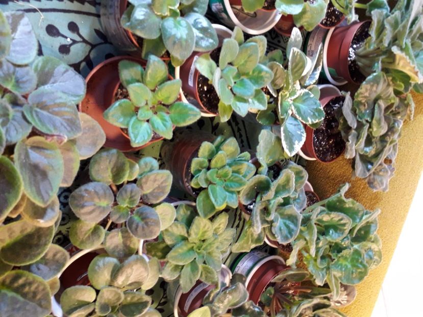  - A a a a a FLORI 2020