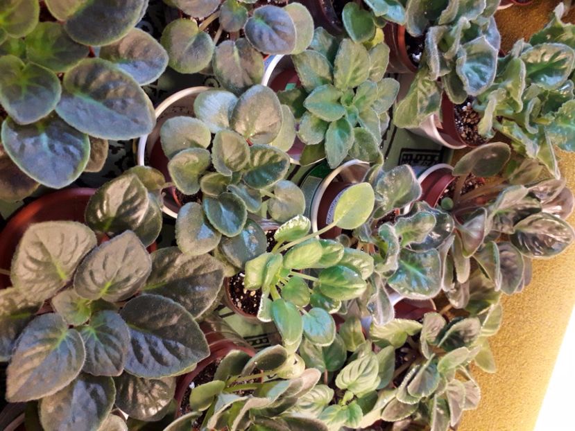  - A a a a a FLORI 2020