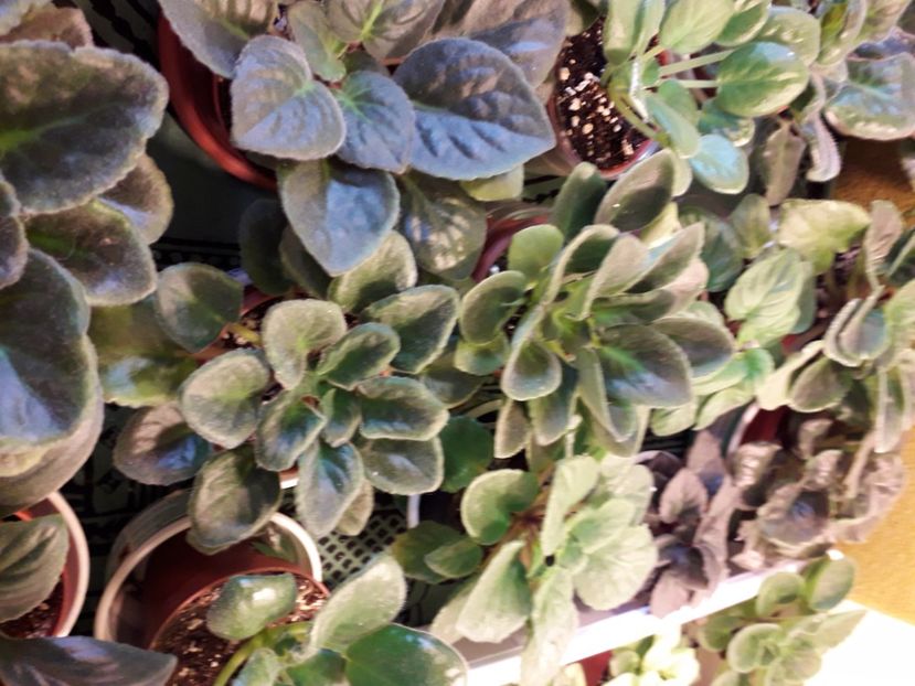  - A a a a a FLORI 2020