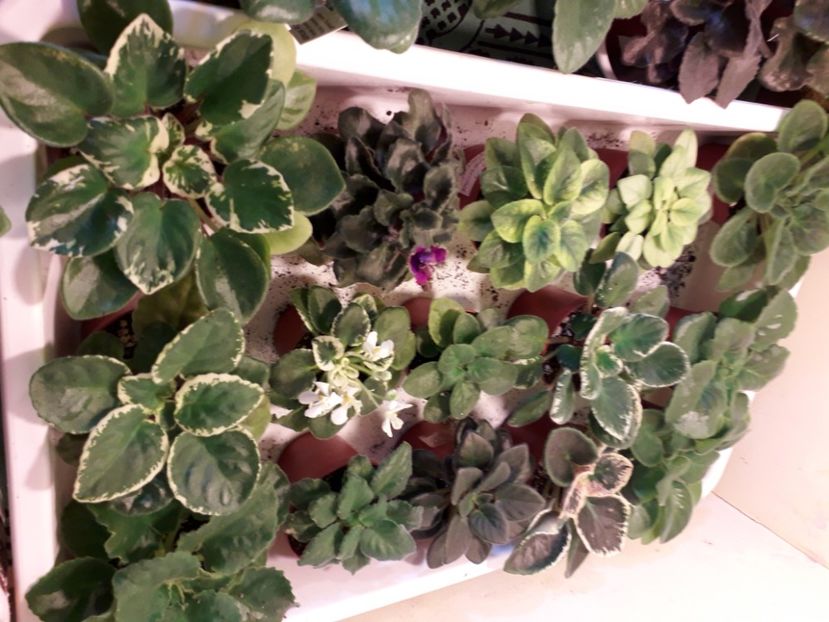  - A a a a a FLORI 2020