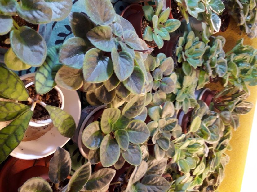  - A a a a a FLORI 2020