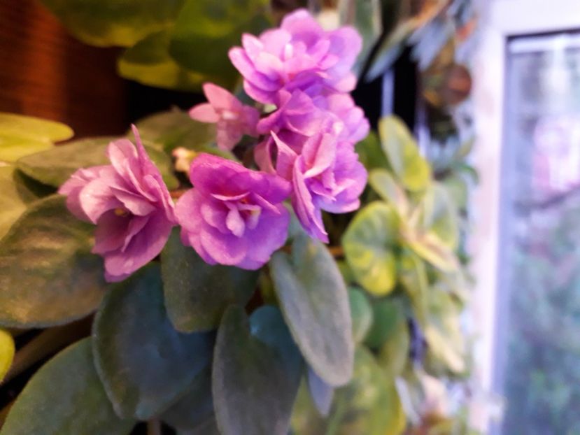  - A a a a a FLORI 2020