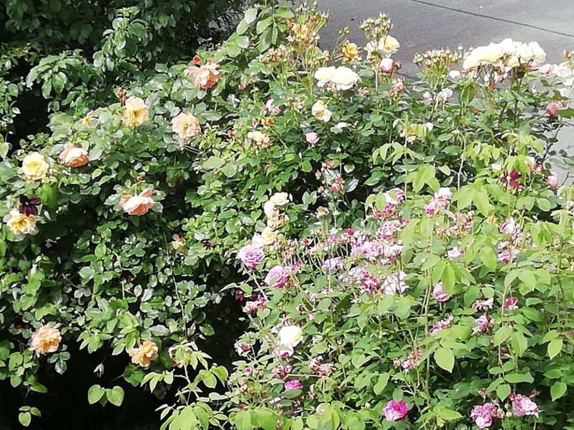 Westerland, Giardina, Crown Princess Margareta, Gros Choux d Hollande - Grădina 2020 continuare 1