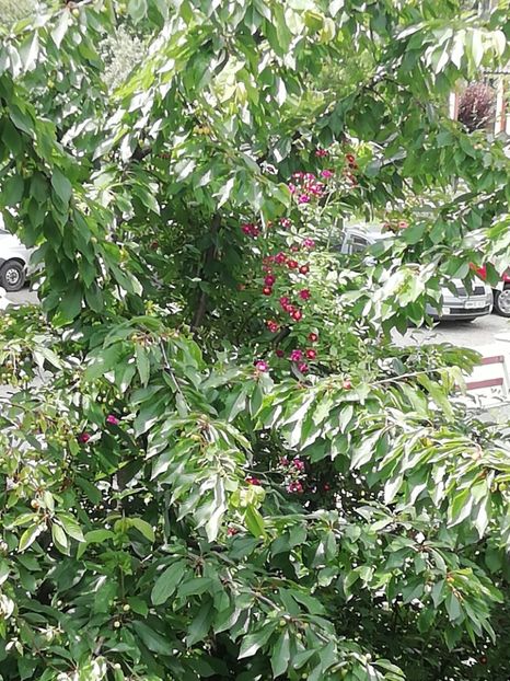 Violette - Grădina 2020 continuare 1