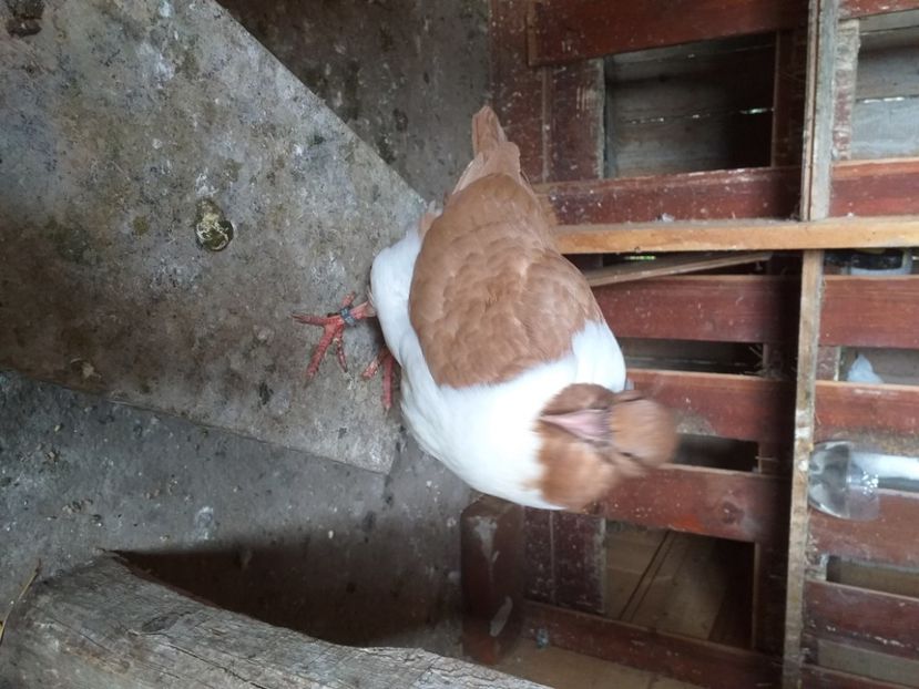  - Strasser 2019-2023