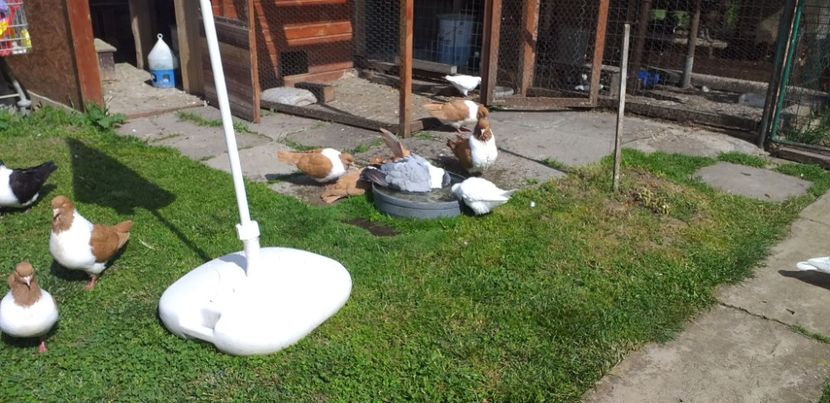 Băiță - Strasser 2019-2023