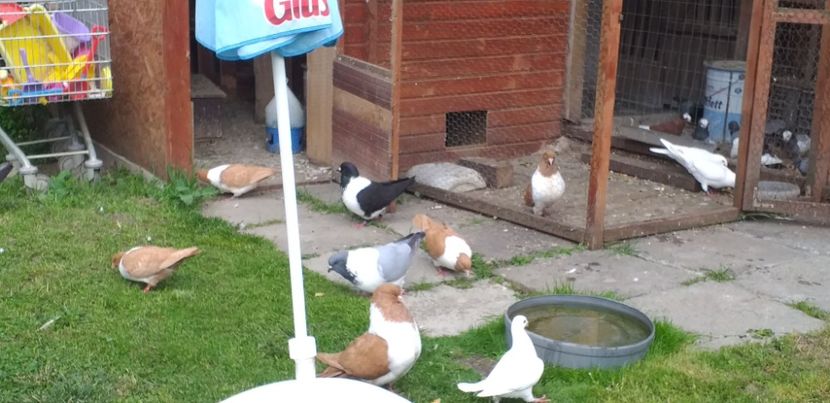  - Strasser 2019-2023