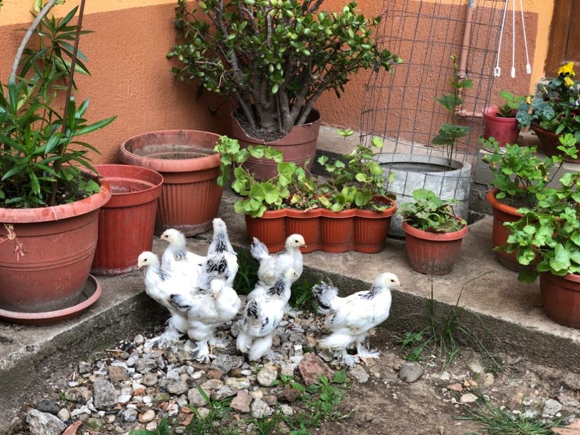 1C95434A-B46F-478D-B561-BF89EBF99962 - Seria 4 - mai