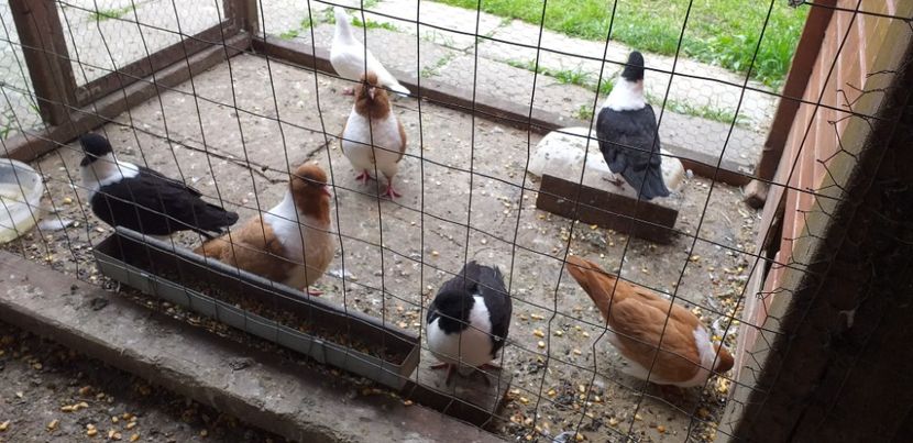 Pui 2020 - Strasser 2019-2023