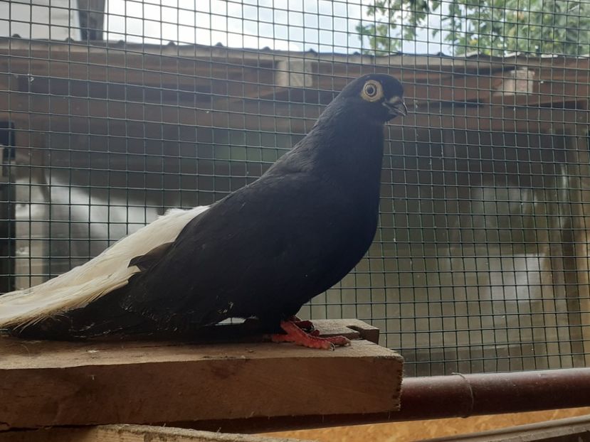  - 6-Negru Codalb Romanesc