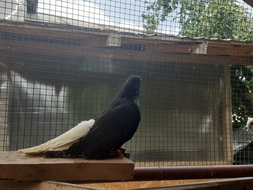  - 6-Negru Codalb Romanesc