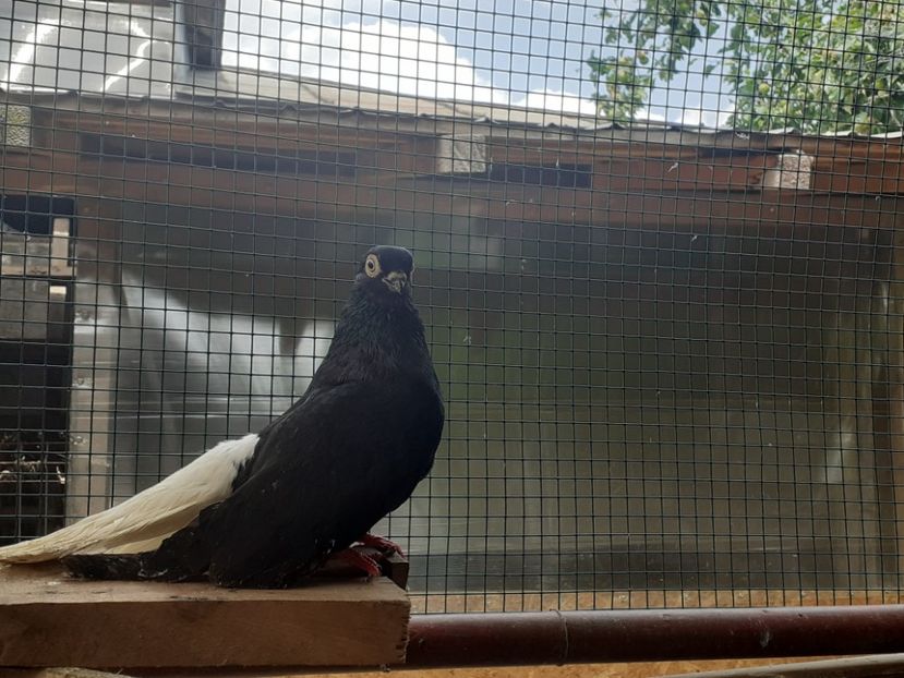  - 6-Negru Codalb Romanesc