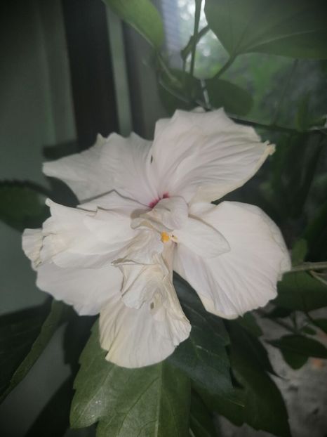  - hibiscus alb dublu