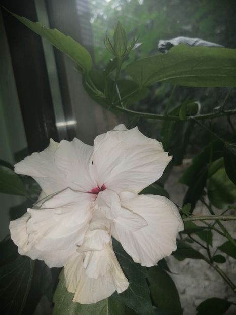  - hibiscus alb dublu