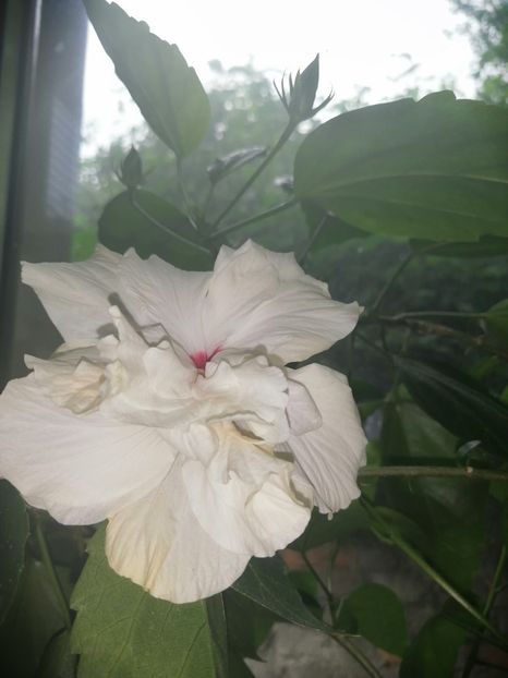  - hibiscus alb dublu