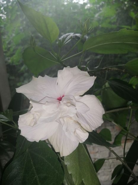  - hibiscus alb dublu