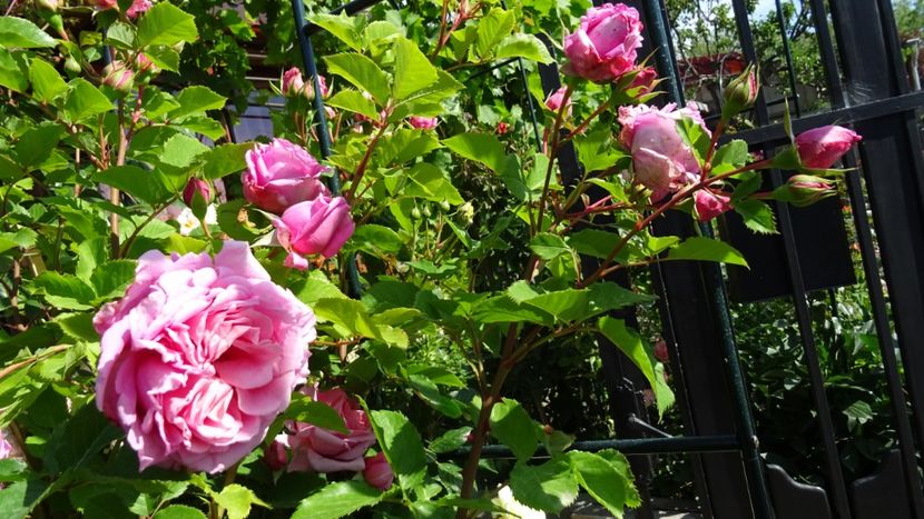  - Delbard - Bienvenue