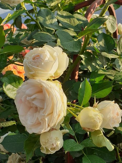  - Palais Royale 2020