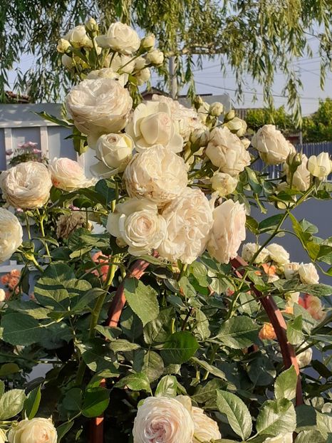  - Palais Royale 2020