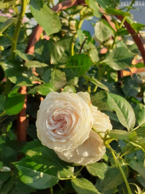  - Palais Royale 2020